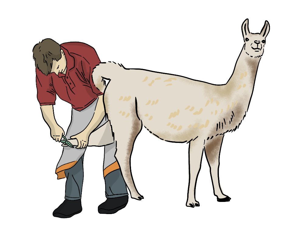 A farmer is trimming a llama’s nails with a nail trimmer.