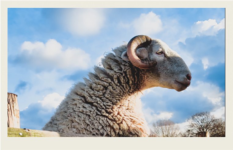 A male sheep stands with his front hoofs on a wooden fence.