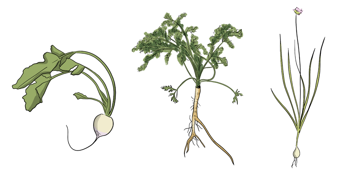 A group of illustrated vegetables are shown including wild onions, carrots, and turnips.
