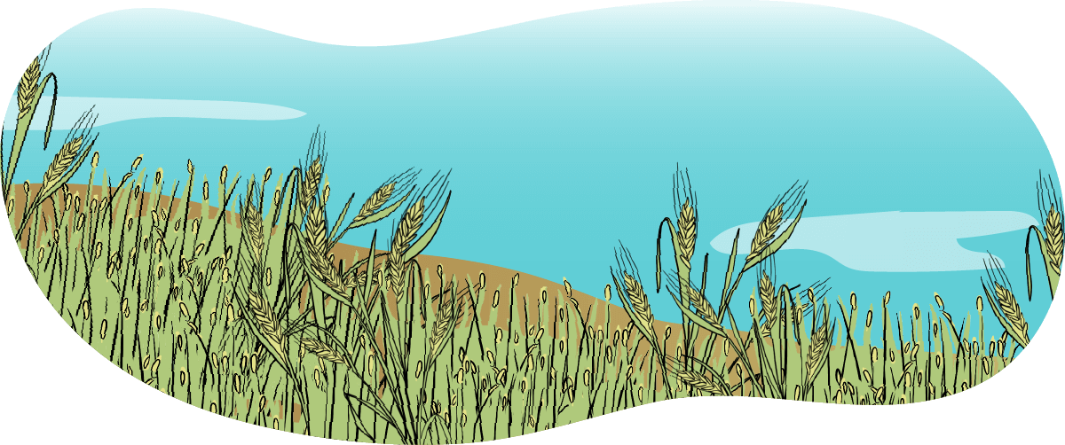 An illustrated green barley crop.
