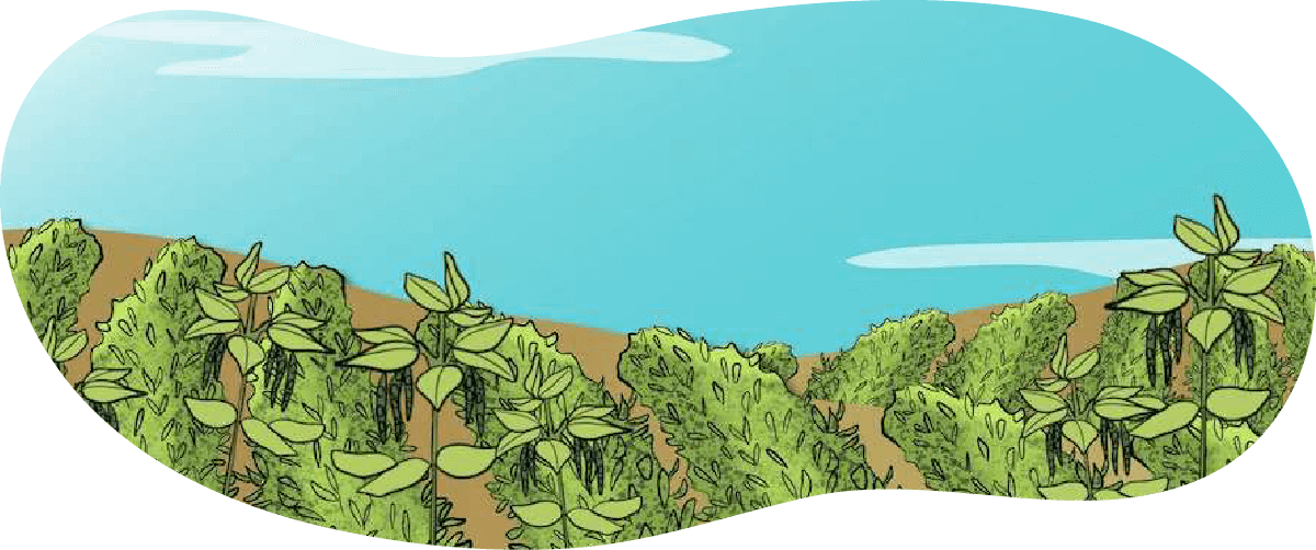 An illustrated green beans crop.