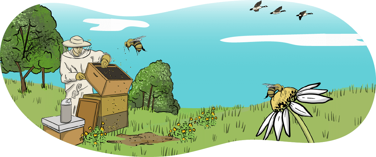 Bees illustration An illustrated beekeeper checks his honeybee colony while honey bees fly around him.