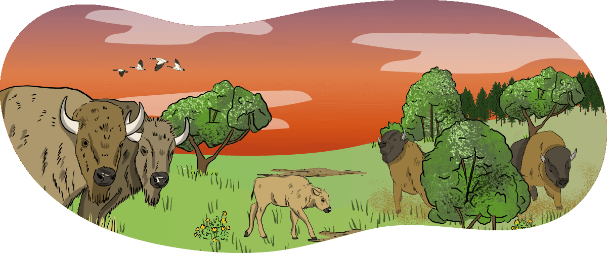 A group of illustrated bison are standing together in a pasture with sunset in the background.