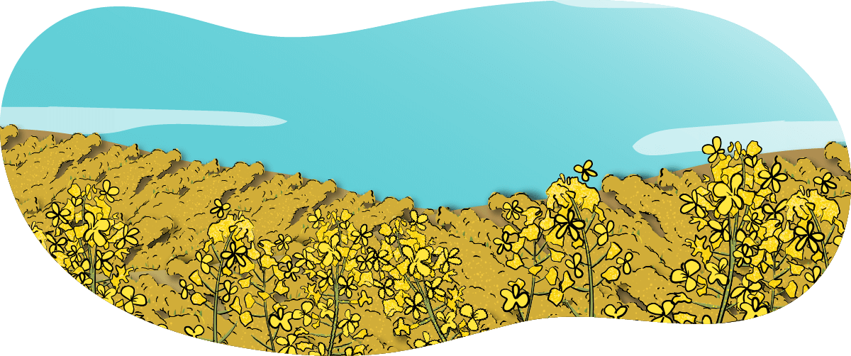 An illustrated canola crop has blooming yellow flowers. 