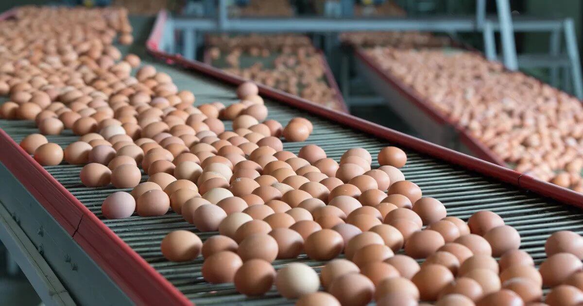 A conveyor belt is shown with many eggs on it.