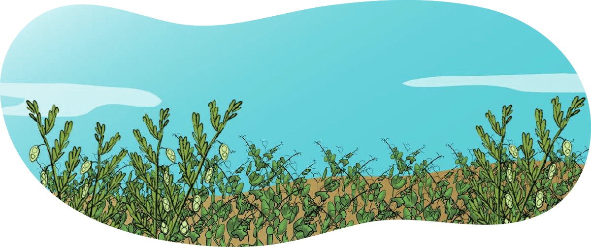 An illustrated green chickpeas crop.