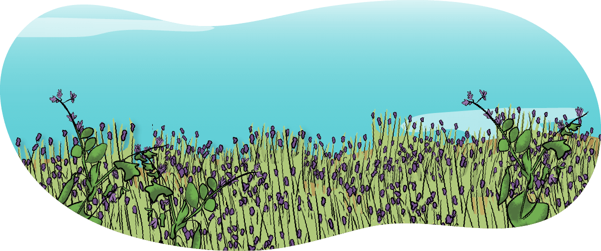 An illustrated green alfalfa crop with purple flowers.