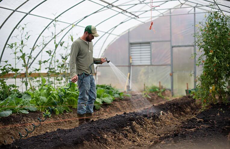 A farmer waters plants inside a greenhouse.