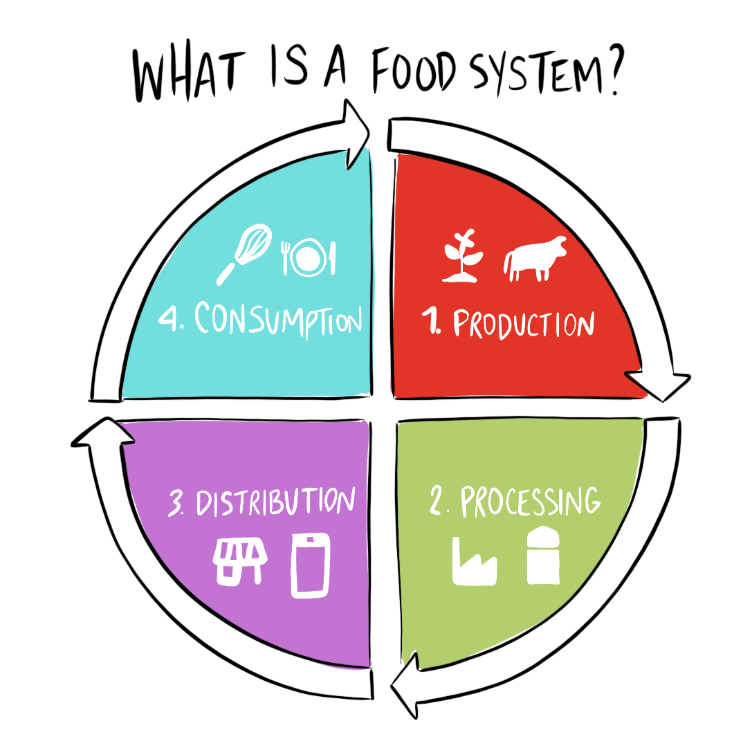 Future-of-Careers-Food-System An illustrated wheat plant is shown, as well as the roots below the soil.