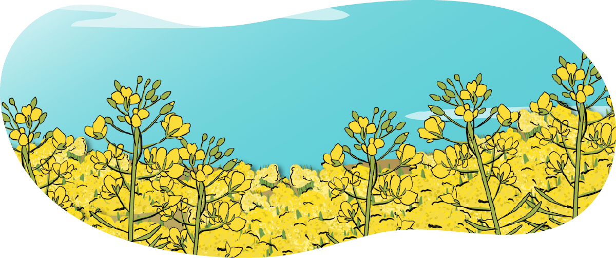 An illustrated mustard crop is shown with yellow blooming flowers.