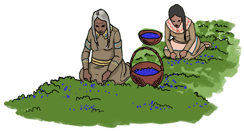 Two illustrated Indigenous women kneel to pick blueberries from a bush.