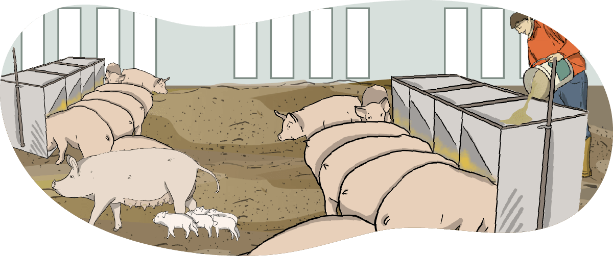 An illustrated pork farmer pours grain into feeders while the pigs eat.
