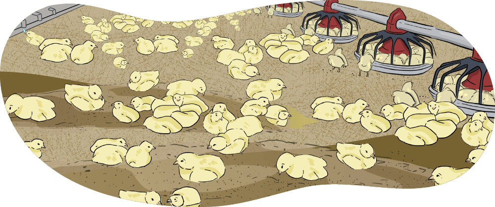 An illustrated group of chicks are in a barn together next to a line of feeders. 