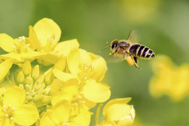 A bee lands on a canola flower.