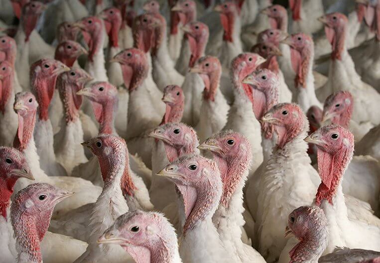 A group of turkeys stand together in a barn.