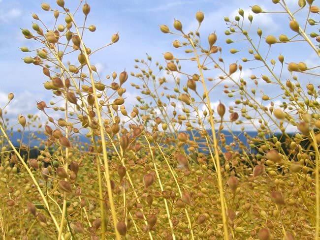 A close-up of a camelina crop ready for harvest has a golden colour.
