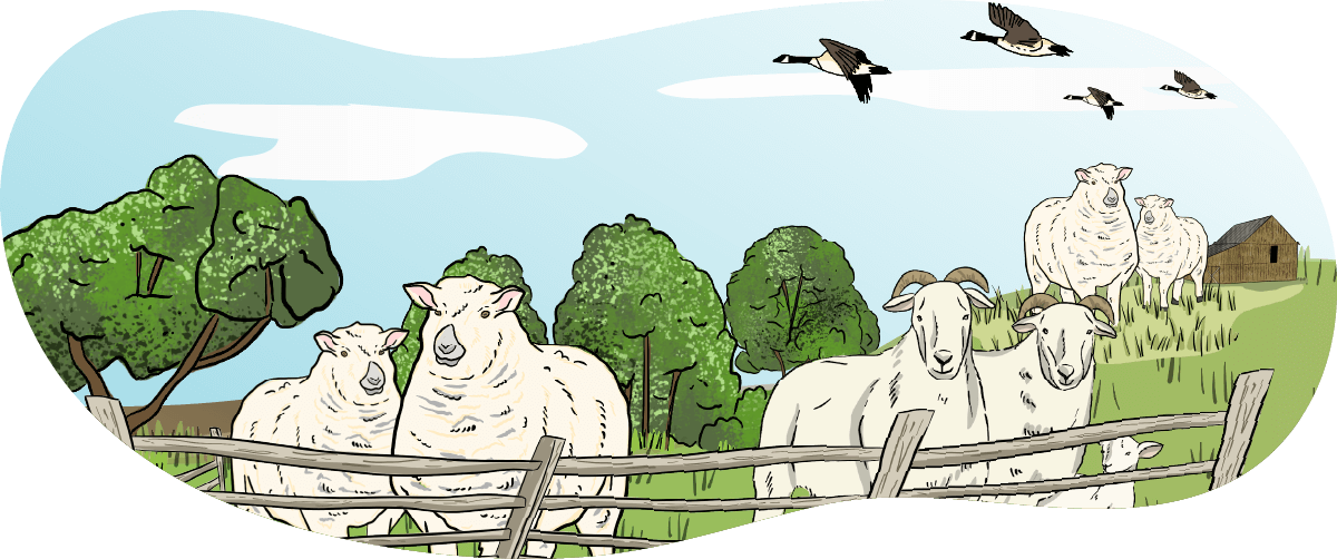 A group of illustrated sheep stand together in a pasture with a small wooden barn in the background. 