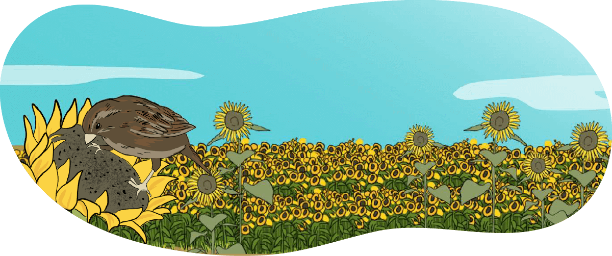 An illustrated sunflower crop is shown with yellow flowers. A bird eats seeds from one of the flowers. 