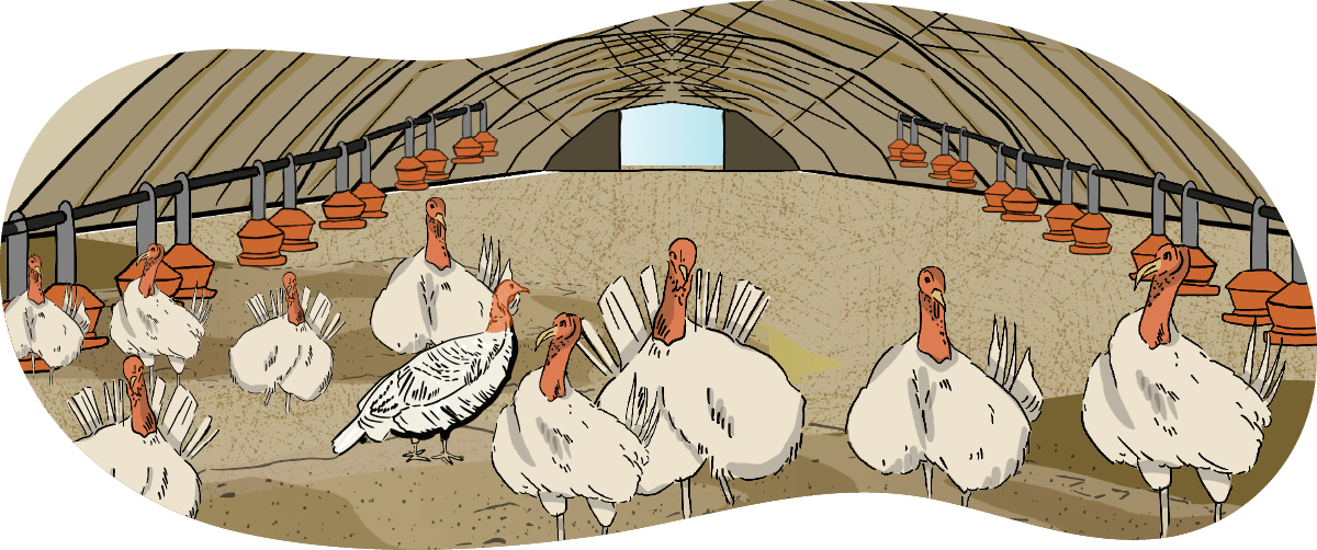Illustrated turkeys stand in a long barn lined with feeders at the turkey’s height. 