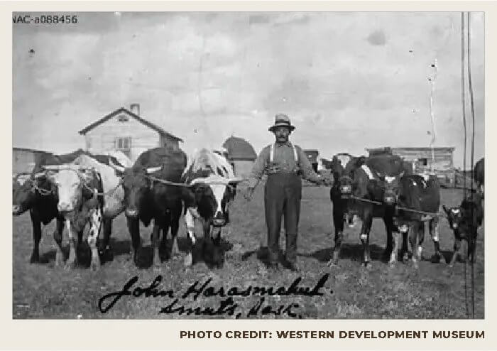 A man is standing on a homestead with ropes in each of his hands that are attached to a line of oxen and cows.