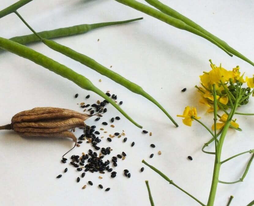 Present-FarmCrops-Mustard-GrowingMustard4