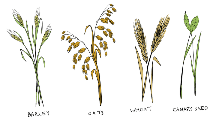 An illustrated drawing of a barley, oats, wheat, and canary plant are shown. 
